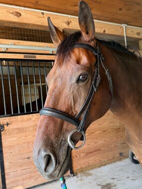 Antares leather bridle brown- size cob